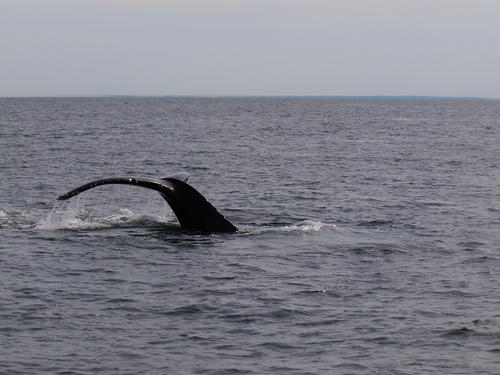 Whale tail #13