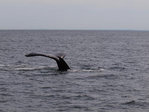 Whale tail #14