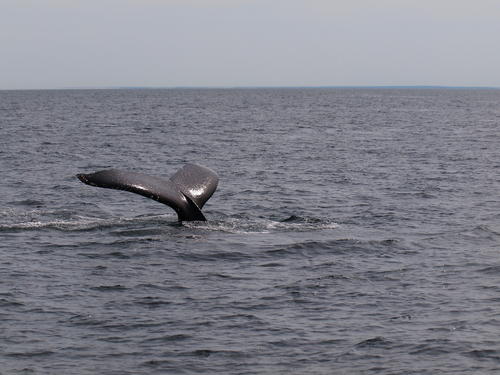 Whale tail #15