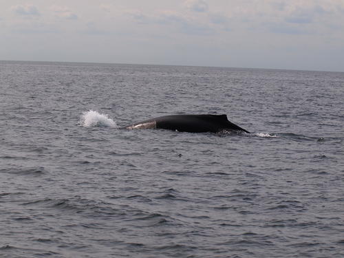 Whale #6