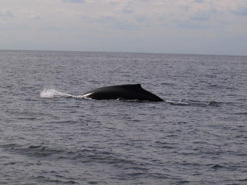 Whale #7
