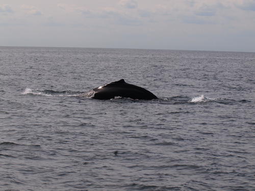 Whale #9