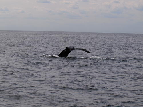 Whale tail #17