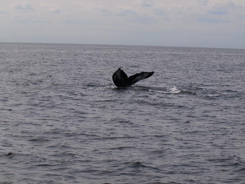 Whale tail #18