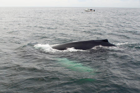 Whale #14