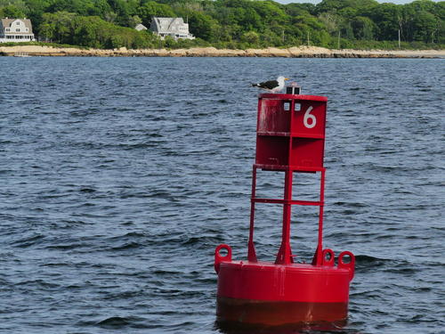 Gull and buoy