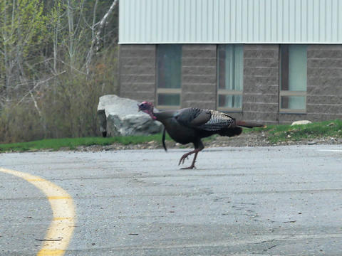 Why did the turkey cross the road?