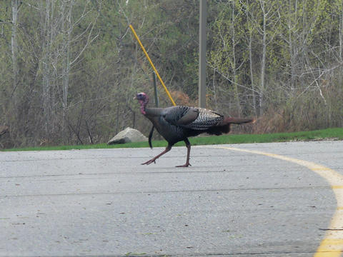 Why did the turkey cross the road? #2
