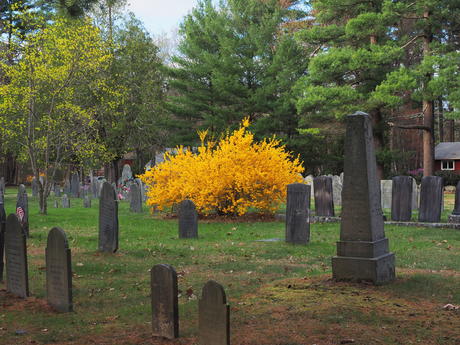 New life in the cemetery