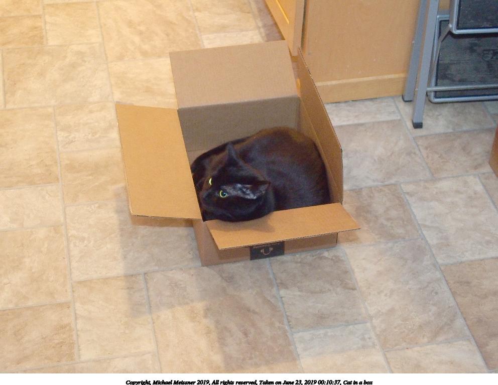 Cat in a box #2