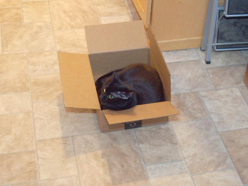 Cat in a box #2