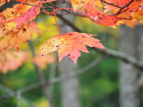 Fall leaves #2