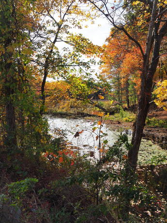 Littleton Massachusetts fall colors