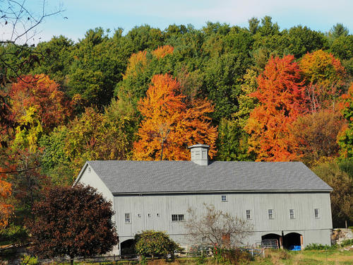 Groton Massachusetts fall colors #3