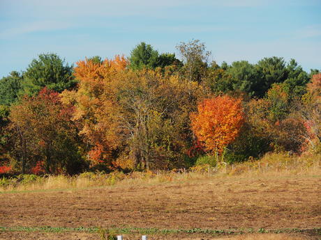 Fall at Springdell farms