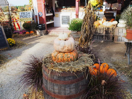 Springdell farms pumpkins #3
