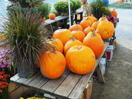 Springdell farms pumpkins