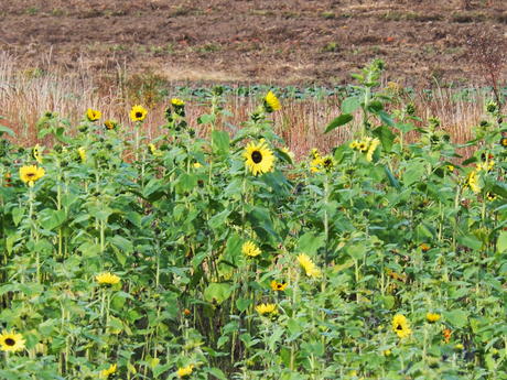 Springdell farms sunflowers