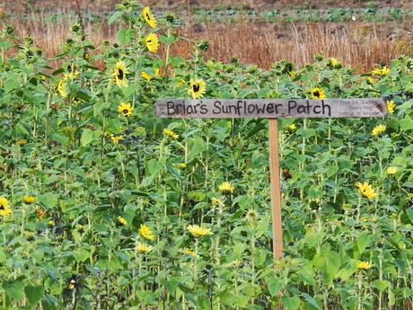 Springdell farms sunflowers #2