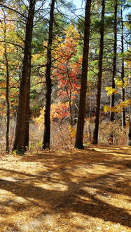 Littleton Massachusetts fall colors #5
