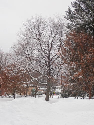Winter in Groton, Massachusetts #3