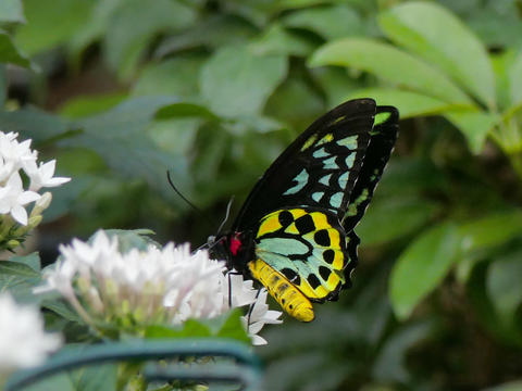 Black, green, and yellow butterfly