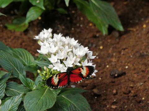 Red, black, and white butterfly