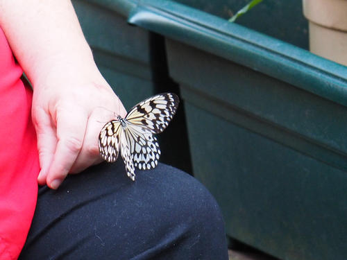 Friendly butterfly