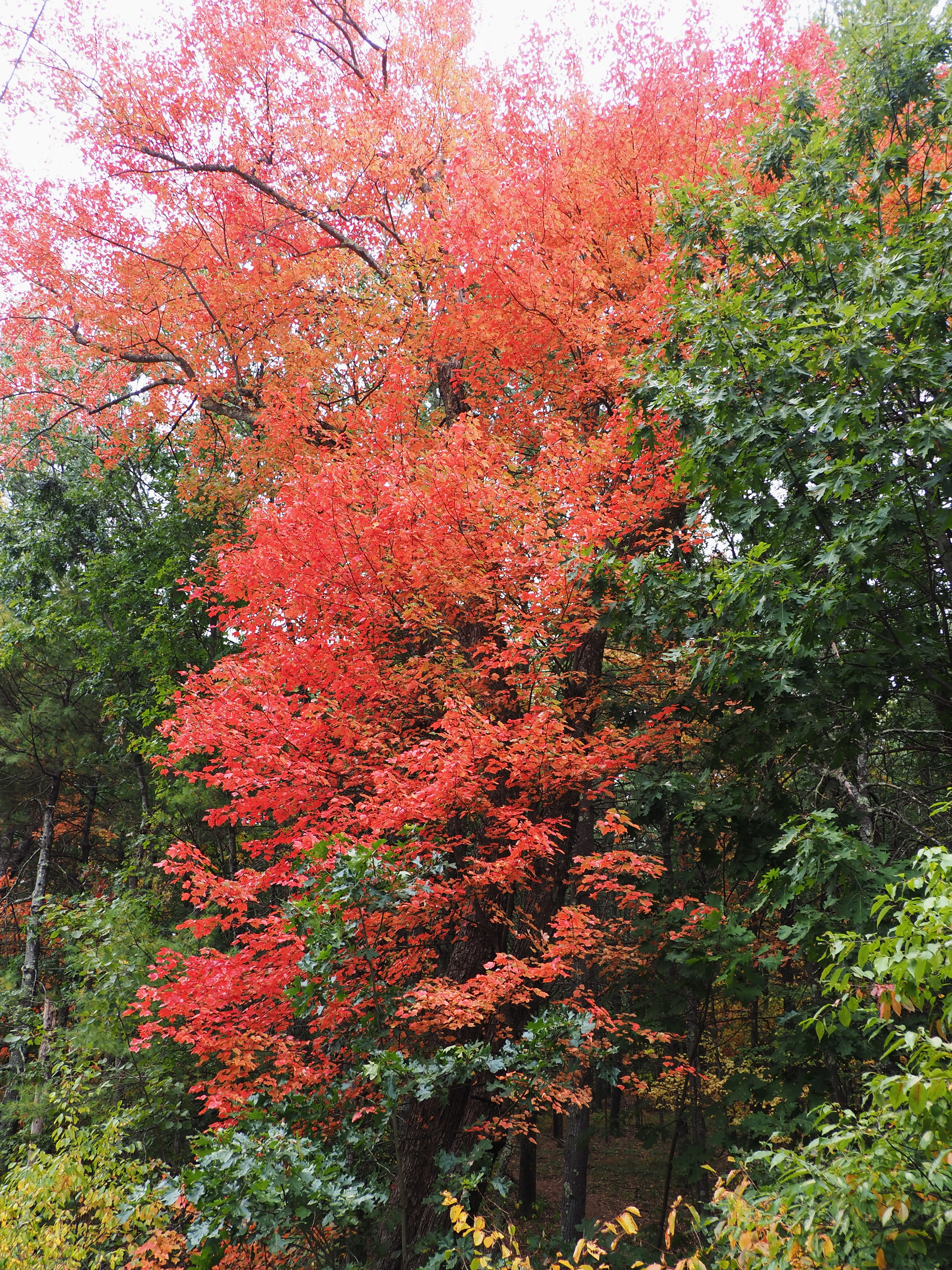 Fall in Littleton, Massachusetts #4