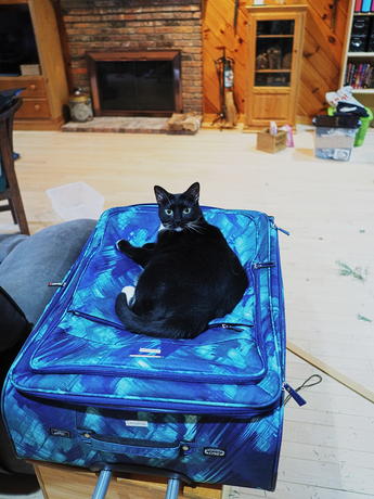 Nightwind claims the suitcase