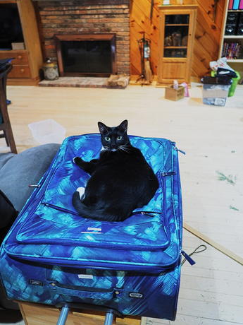 Nightwind claims the suitcase #2