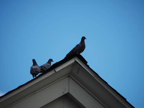 Pigeons #2