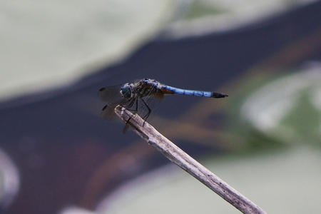 Dragonfly #2