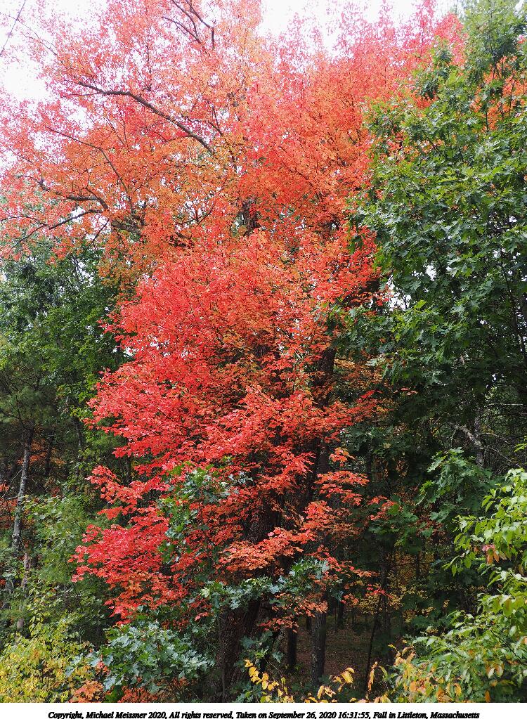 Fall in Littleton, Massachusetts #4