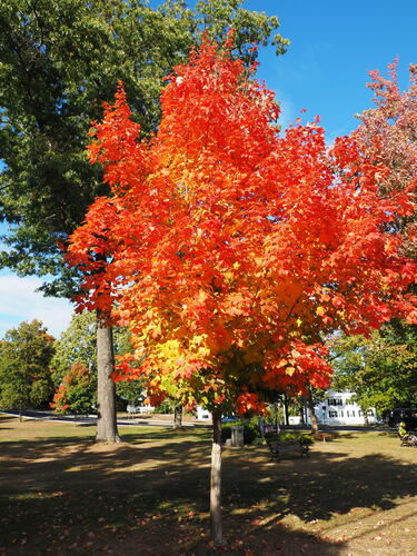 Fall in Harvard, Massachusetts