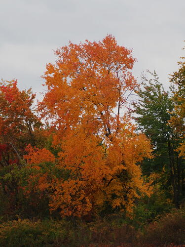 Fall in Littleton, Massachusetts #3