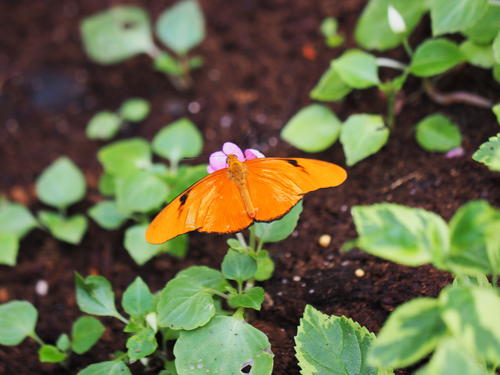 Orange butterfly #2