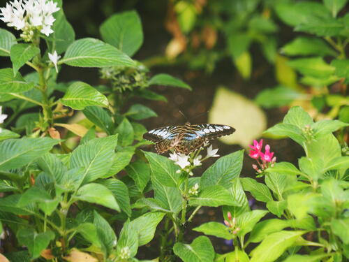 Black, white, and blue butterfly