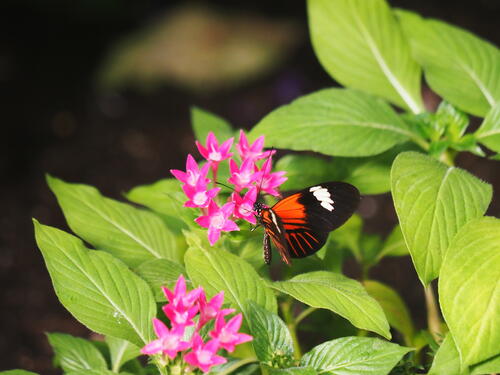 Orange and black butterfly #3