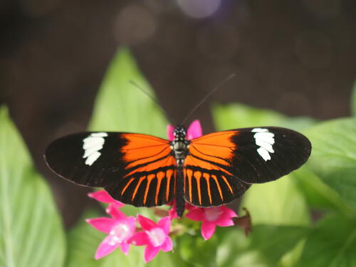 Orange and black butterfly #4