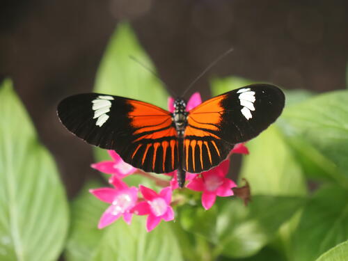 Orange and black butterfly #5