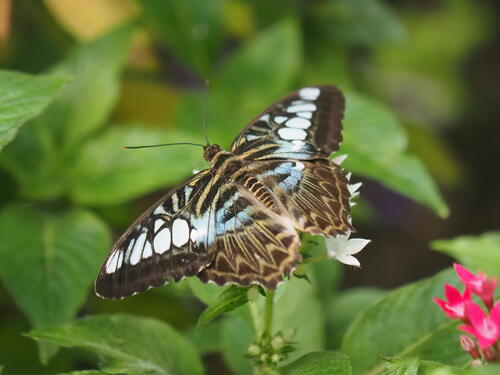 Black, white, and blue butterfly #2