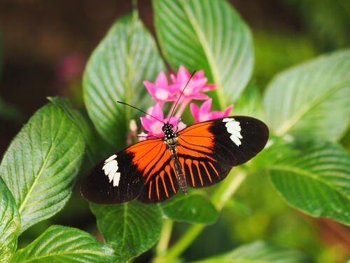 Orange and black butterfly #7