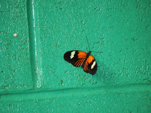 Orange and black butterfly #8