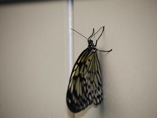 Black & white butterfly #8