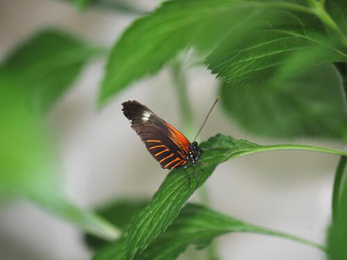 Orange and black butterfly #10