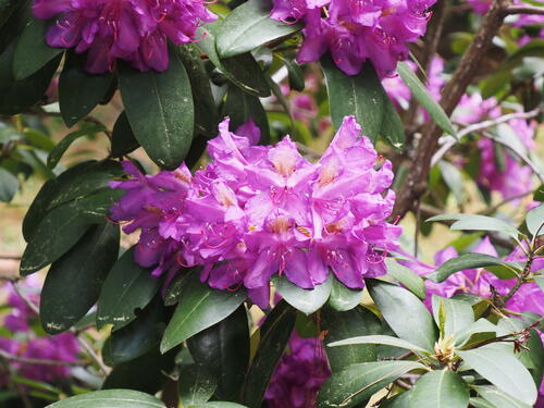 Rhododendron #5