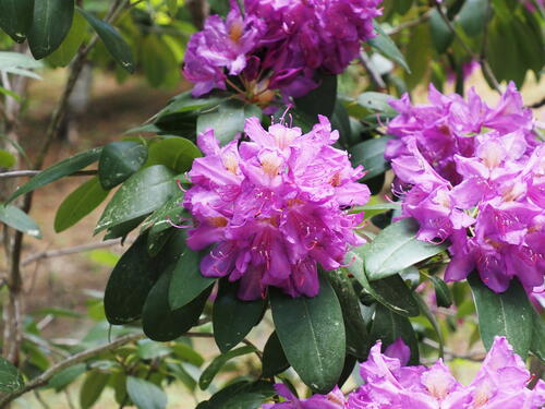 Rhododendron #6