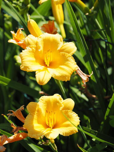 Yellow lilies #2