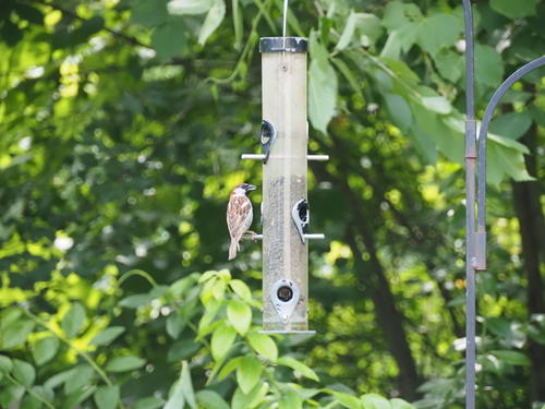 House sparrows #4